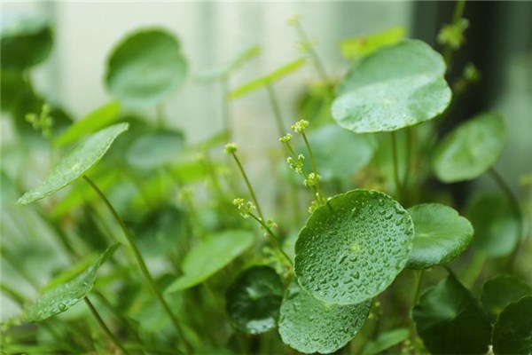 梦到铜钱草意味着什么